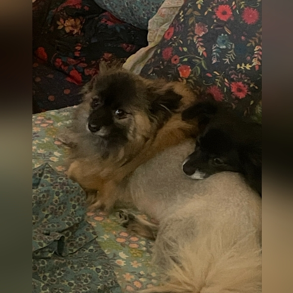 I LOVE OFFERS..and DOGS!!💜 - Picture 10 of 10